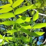 Juglans californica Fuelha