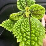 Pilea involucrata Frunză