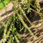 Buddleja asiatica موطن