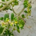 Herniaria glabra फल