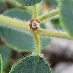 Euphorbia petiolata Blüte
