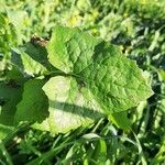 Lactuca alpina Blad