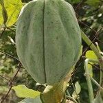 Araujia sericifera Fruit