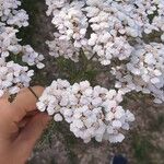 Achillea × roseoalba Fleur