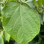 Alangium chinense Blad