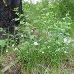 Solanum umbelliferum ᱛᱟᱦᱮᱸ