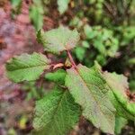 Cistus populifolius Likasa