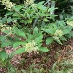 Hydrangea paniculata Blomst
