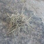 Tillandsia recurvata 叶