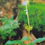 Orthilia secunda Habit