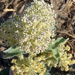 Asclepias eriocarpa Квітка