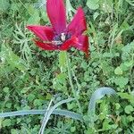 Tulipa systola Hábito