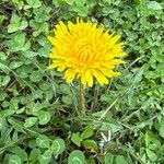 Taraxacum palustreFloare