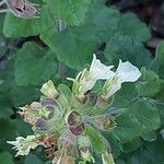 Teucrium flavum Blüte