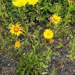 Buphthalmum salicifolium Hábito