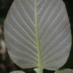 Guettarda combsii Leaf