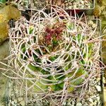 Gymnocalycium oenanthemum Blad