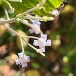 Clematis stans Flower