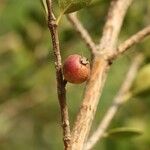 Fernelia buxifolia Fruit