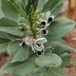 Vicia faba Blüte