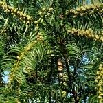 Cephalotaxus fortunei Leaf