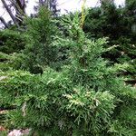 Juniperus horizontalis Hoja