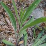 Hieracium albiflorum Blatt