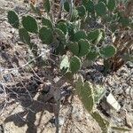 Opuntia littoralis Lapas