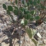 Opuntia littoralis List