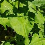 Cicerbita alpina Leaf