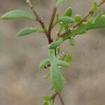 Hornungia procumbens Blatt