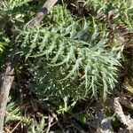 Cynara humilis Blad