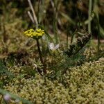 Lomatium martindalei ᱛᱟᱦᱮᱸ