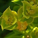 Euphorbia matritensis
