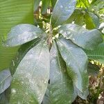 Pachira aquatica Leaf