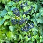 Hedera colchica Fruto