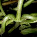 Mikania vitifolia പുറംതൊലി
