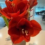 Hippeastrum reginae Blodyn