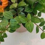 Peperomia quadrangularis Hoja
