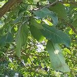 Ehretia dicksonii Leaf