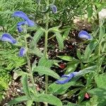 Salvia patens Агульны выгляд