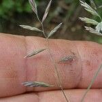 Eragrostis barrelieri Flower