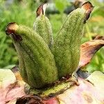 Paeonia lactiflora Fruit