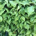 Hedera rhombea List