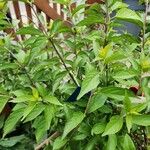 Callicarpa dichotoma Yaprak