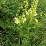 Pedicularis comosa 花