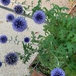 Echinops bannaticusFlower