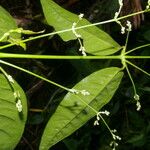 Pedersenia costaricensis