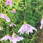 Dahlia imperialis Flower