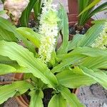 Eucomis autumnalis पत्ता